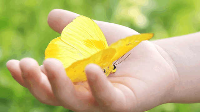 A photo of a child's hand genly holding a butterfly.